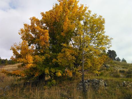 9 Couleurs d'automne, érable champêtre  - Image en taille réelle, .JPG 2,33Mo (fenêtre modale)