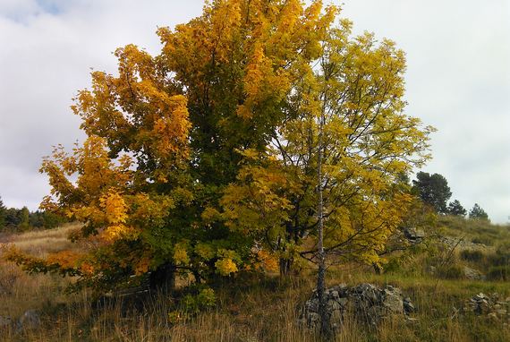 9 Couleurs d'automne, érable champêtre  - Image en taille réelle, .JPG 2,33Mo fenêtre modale