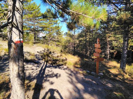 Forêt de pins au col du Mont - Image en taille réelle, .JPG 2,03Mo (fenêtre modale)