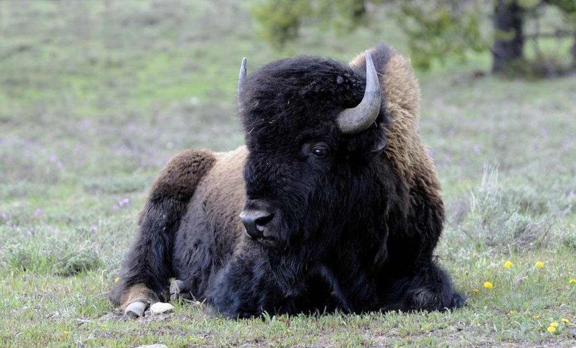 Réserve biologique du Mont d'Azur