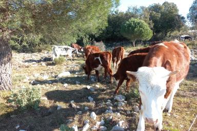 Transhumance - Grande Corniche