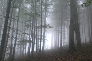 Initiation à la survie en forêt