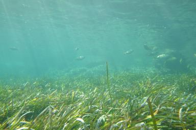 Découverte de la biodiversité du sentiers sous-marins du Golfe Bleu