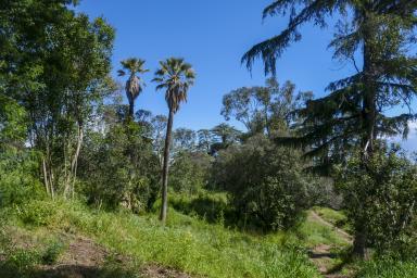 Espèces exotiques - Paradou