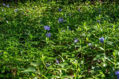 Photographie - Brague