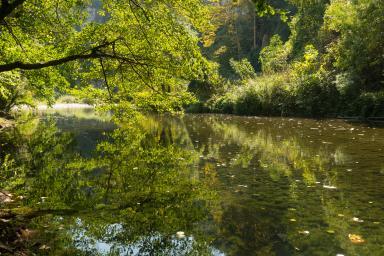 Petits habitants - Loup