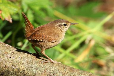 Nids des oiseaux - Valmasque