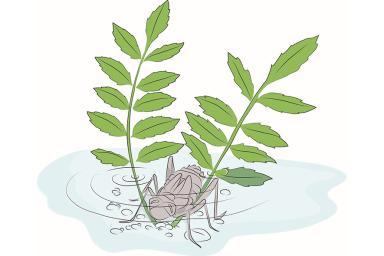 Invertébrés - Loup