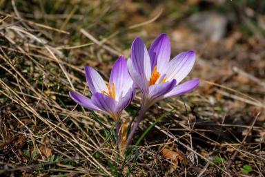 Mythologie et plantes - Loup