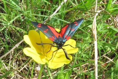 Papillons - Plan des Noves