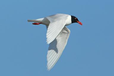 Oiseaux - Rives du Var