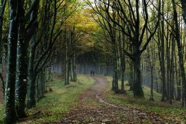 Jeu de piste sur la forêt