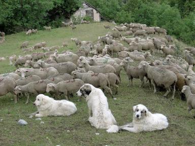 Information : Attention, troupeaux ! - Agrandir l'image, fenêtre modale
