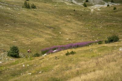 Cols Connectés 06 - Col des Champs 2025 - Agrandir l'image 107 sur 133, fenêtre modale