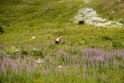 Cols Connectés 06 - Col des Champs 2025 - Agrandir l'image 115 sur 133, fenêtre modale