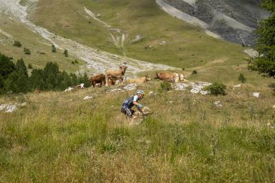 Cols Connectés 06 - Col des Champs 2025 - Agrandir l'image 63 sur 133, fenêtre modale