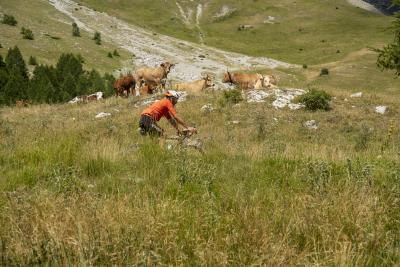 Cols Connectés 06 - Col des Champs 2025 - Agrandir l'image 65 sur 133, fenêtre modale