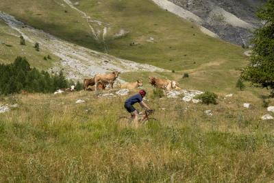 Cols Connectés 06 - Col des Champs 2025 - Agrandir l'image 66 sur 133, fenêtre modale