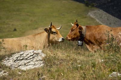 Cols Connectés 06 - Col des Champs 2025 - Agrandir l'image 69 sur 133, fenêtre modale