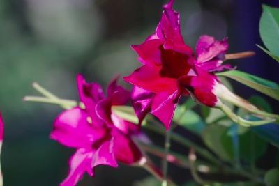 Les jardins de la Côte d’Azur et la Riviera Italienne - VILLA ET JARDINS HANBURY - Lire la vidéo 5 sur 8, fenêtre modale