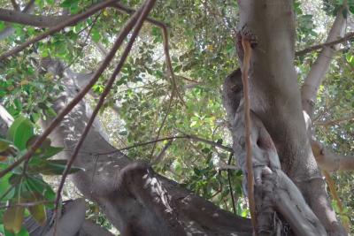 Les jardins de la Côte d’Azur et la Riviera Italienne - MUSEE ET JARDINS BICKNELL - Lire la vidéo 7 sur 8, fenêtre modale