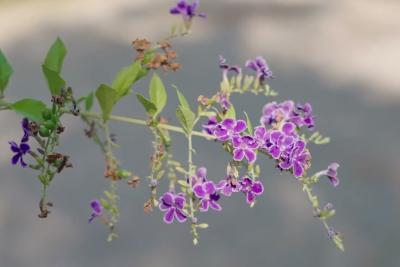 Les jardins de la Côte d'Azur et la Riviera Italienne - VILLA POMPEO MARIANI - Lire la vidéo 8 sur 8, fenêtre modale
