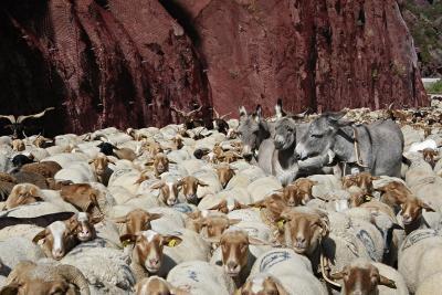 Gorges de Daluis animaux - Agrandir l'image 7 sur 8, fenêtre modale