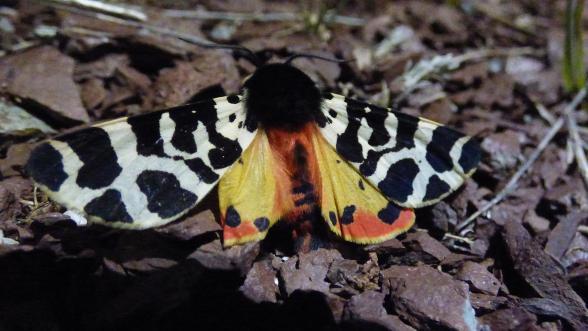 Papillon - Agrandir l'image, fenêtre modale