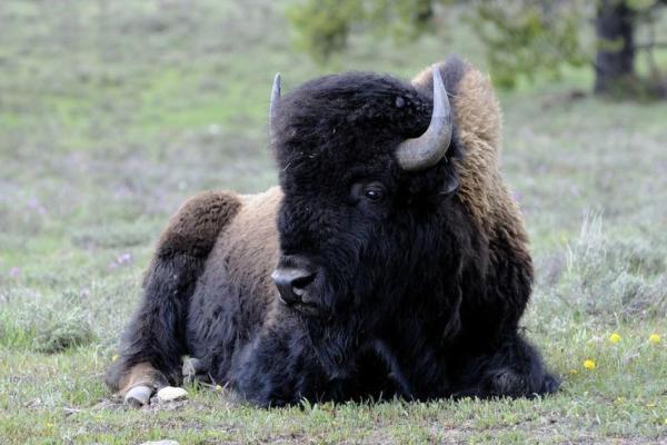 Réserve biologique du Mont d'Azur