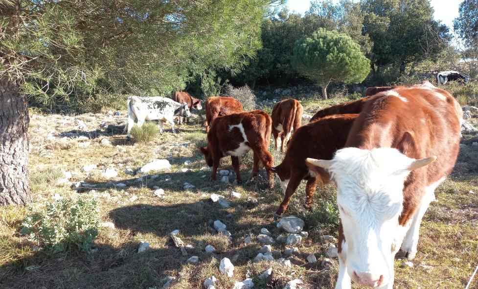 Transhumance - Grande Corniche - Agrandir l'image, fenêtre modale