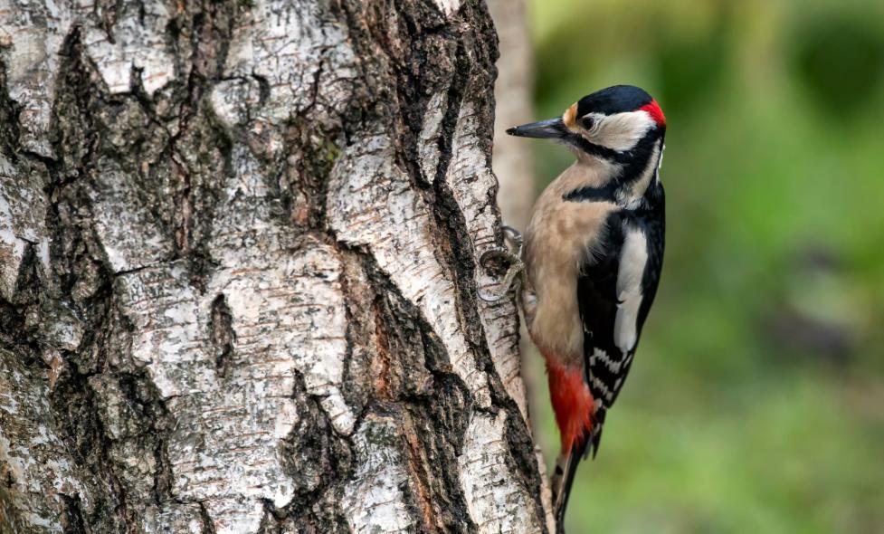Balade - Vaugrenier - Agrandir l'image, fenêtre modale