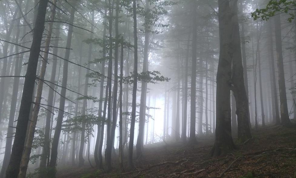 Survie Sinodon - Agrandir l'image, fenêtre modale