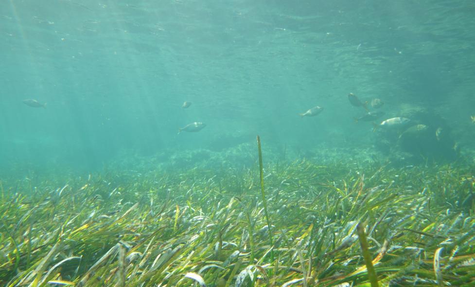 Découverte de la biodiversité du sentiers sous-marins du Golfe Bleu - Agrandir l'image, fenêtre modale