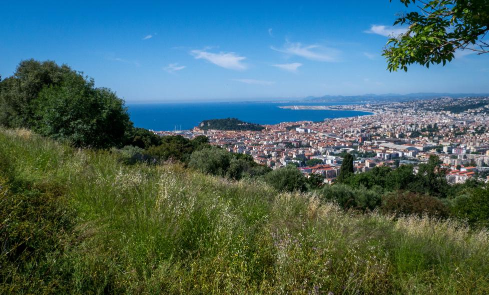 Forêt - Vinaigrier - Agrandir l'image, fenêtre modale