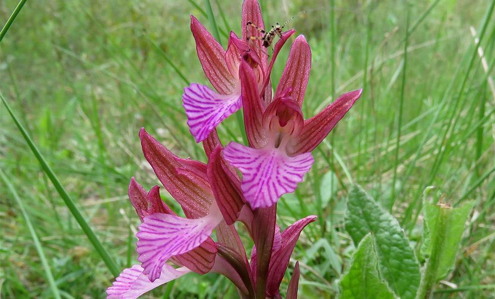 RDV - Valmasque - Agrandir l'image, fenêtre modale