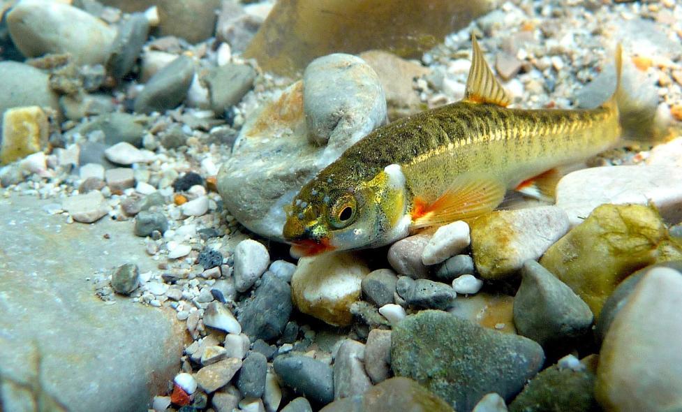 RDV - Brague - Agrandir l'image, fenêtre modale
