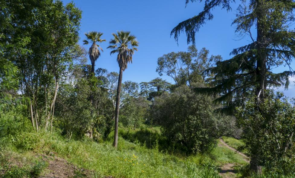 Espèces exotiques - Paradou - Agrandir l'image, fenêtre modale
