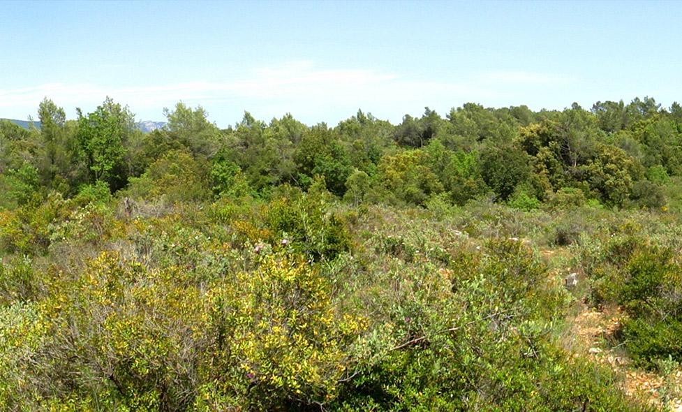 Plantes - Sinodon - Agrandir l'image, fenêtre modale