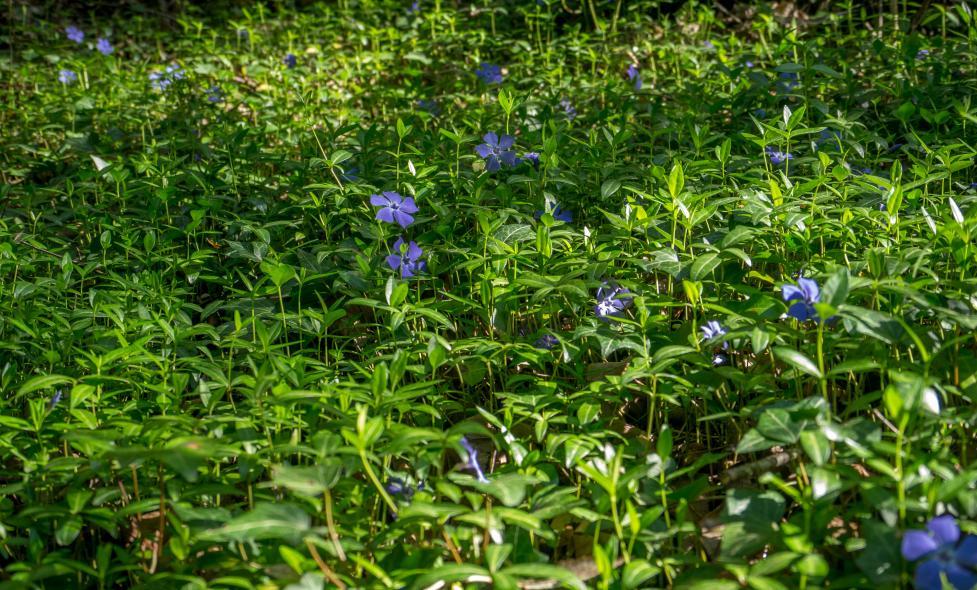 Photographie - Brague - Agrandir l'image, fenêtre modale