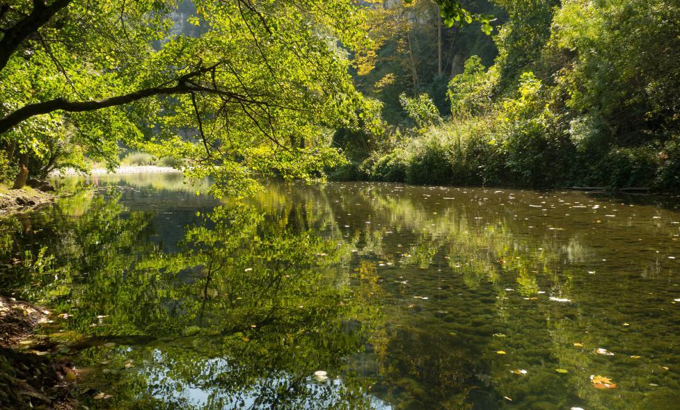 Petits habitants - Loup - Agrandir l'image, fenêtre modale