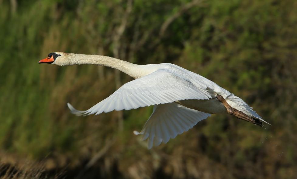 Oiseaux - Loup - Agrandir l'image, fenêtre modale