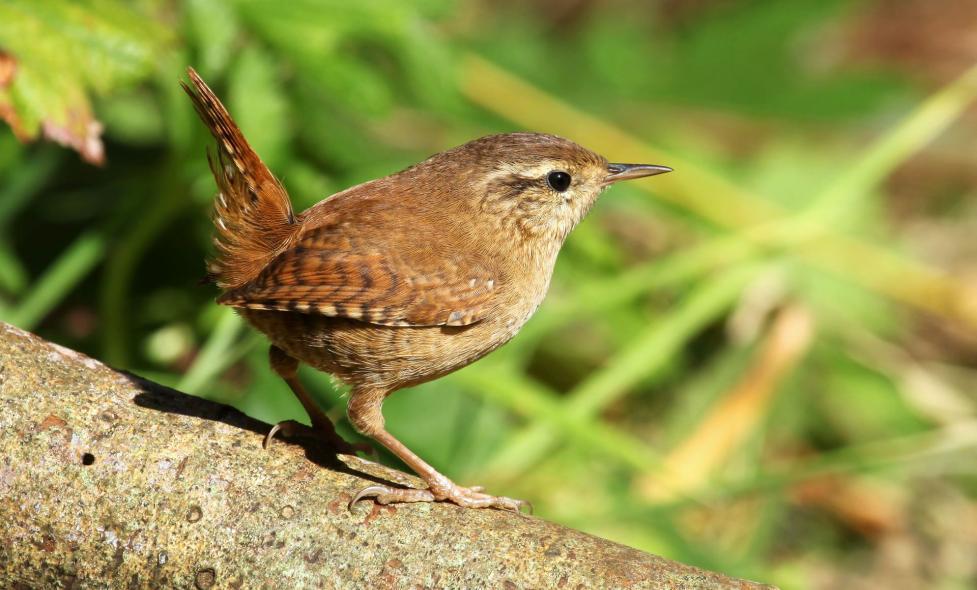 Nids des oiseaux - Valmasque - Agrandir l'image, fenêtre modale