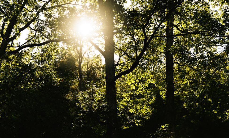 Soleil, l’énergie de la vie - Vaugrenier - Agrandir l'image, fenêtre modale