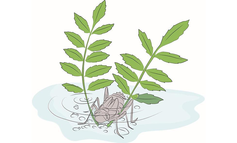 Invertébrés - Loup - Agrandir l'image, fenêtre modale