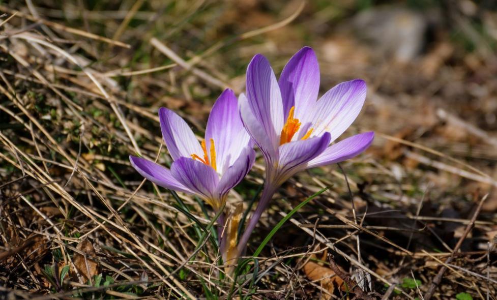 Mythologie et plantes - Loup - Agrandir l'image, fenêtre modale