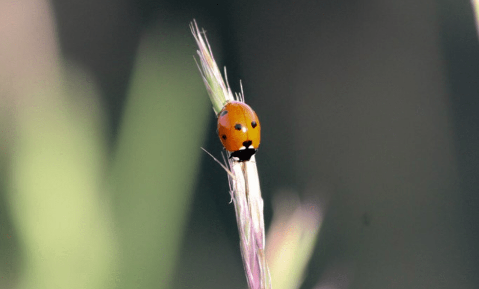 Petites bêtes - Loup - Agrandir l'image, fenêtre modale