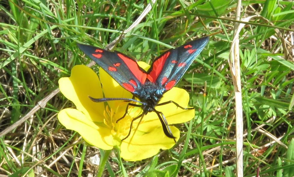 Papillons - Plan des Noves - Agrandir l'image, fenêtre modale