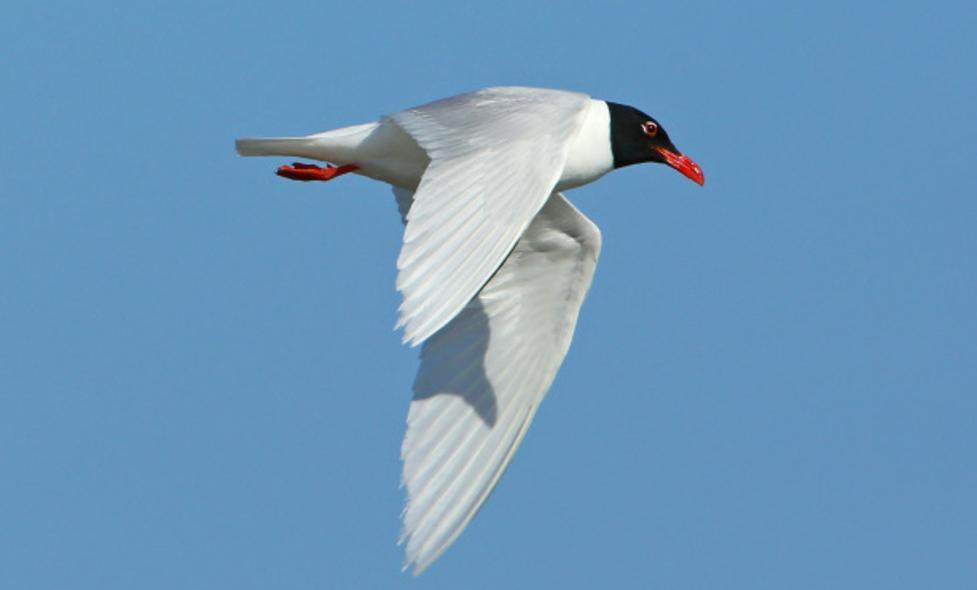 Oiseaux - Rives du Var - Agrandir l'image, fenêtre modale