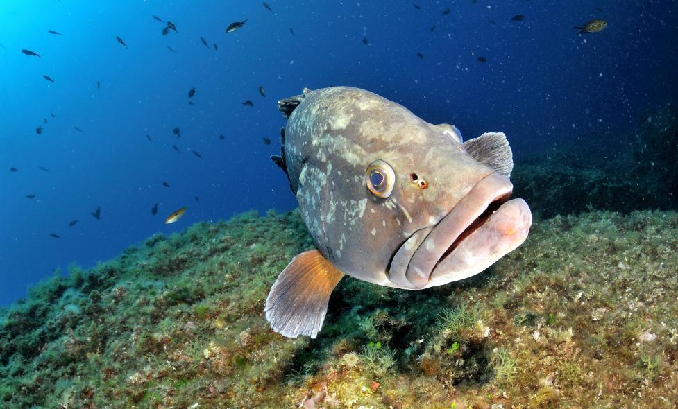 Agrandir l'image, fenêtre modale