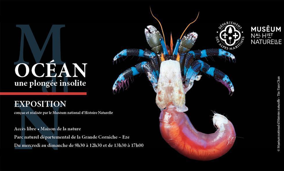 Expo Océan - Une plongée insolite - Agrandir l'image, fenêtre modale